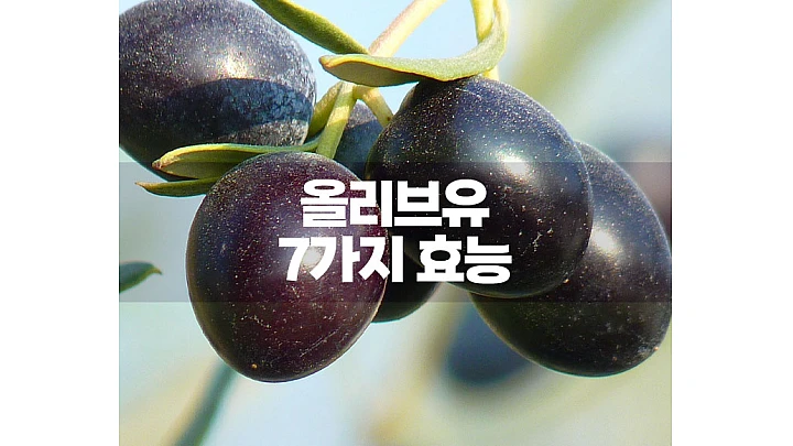 올리브 오일 효능 일곱 가지와 매일 먹는 간단한 방법 올리브 오일 효능 일곱 가지와 매일 먹는 간단한 방법